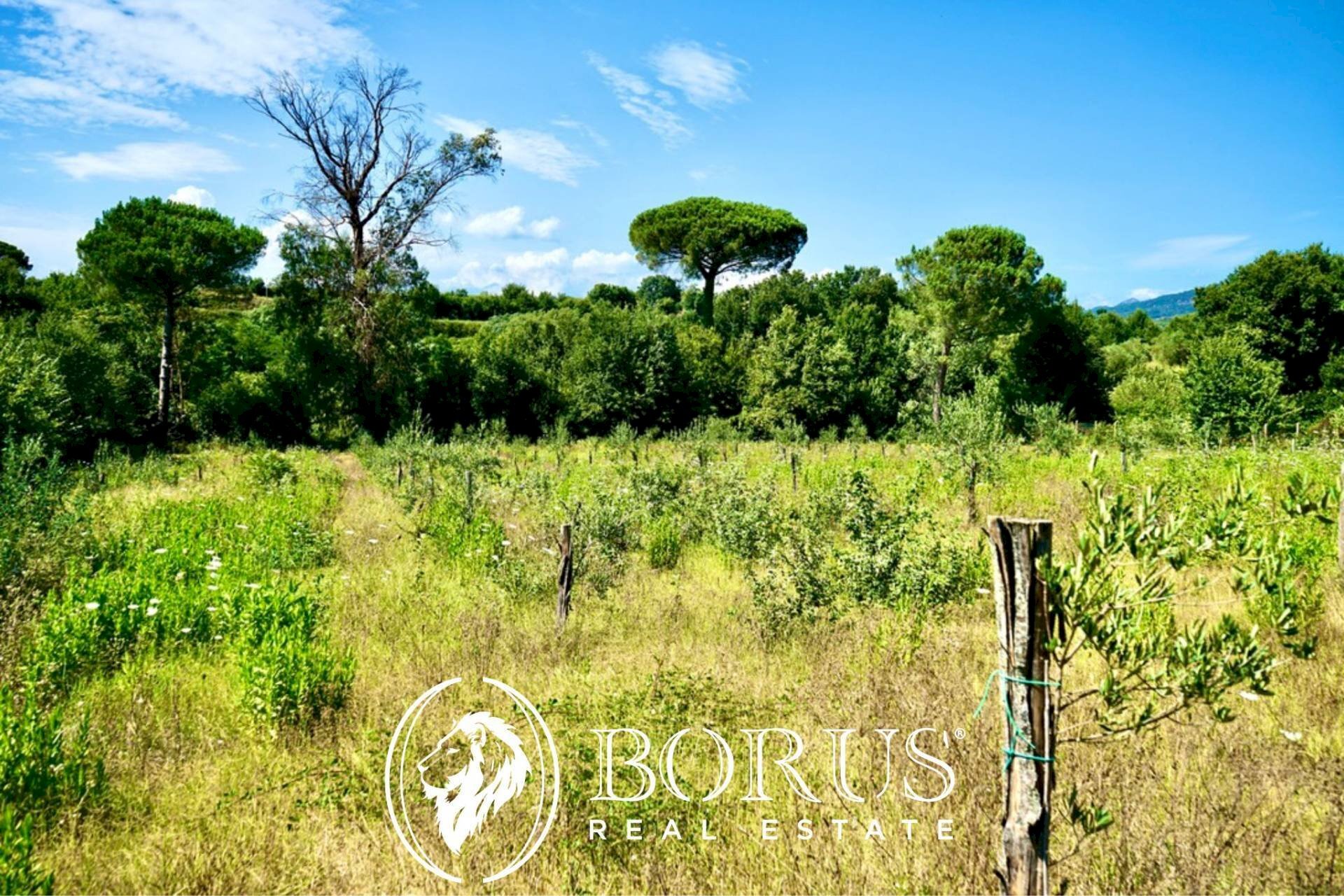 Foto 3 - Terreno agricolo Via Travata, Sessa Aurunca - foto 3