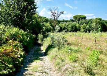 Foto 5 - Terreno agricolo Via Travata, Sessa Aurunca - foto 5