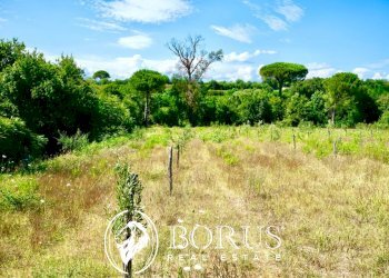 Foto 8 - Terreno agricolo Via Travata, Sessa Aurunca - foto 8