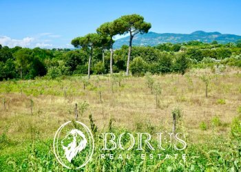 Foto 13 - Terreno agricolo Via Travata, Sessa Aurunca - foto 13