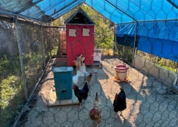 Giardino - Quadrilocale strada Comunale del Cartman, 59, Torino (zona Madonna del Pilone) - foto 34