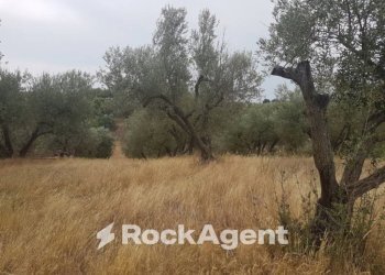 Agricultural land via Sasso San Pellegrino, Viterbo - photo 7