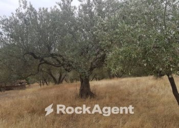Agricultural land via Sasso San Pellegrino, Viterbo - photo 8