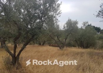 Agricultural land via Sasso San Pellegrino, Viterbo - photo 9
