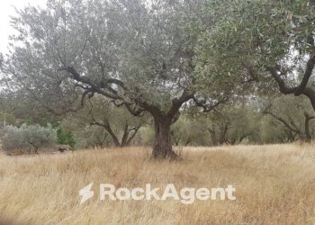 Agricultural land via Sasso San Pellegrino, Viterbo - photo 10