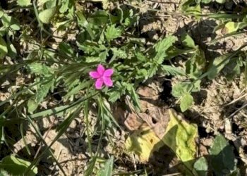 Villa LOCALITA' GOTRA, Albareto - foto 16