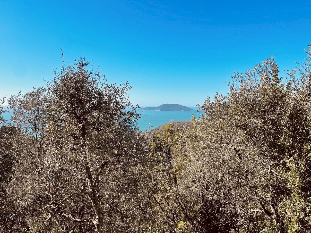 IMG_8338 copia.jpeg - Terreno agricolo Lerici - foto 1