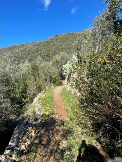 IMG_8326.jpeg - Terreno agricolo Lerici - foto 3