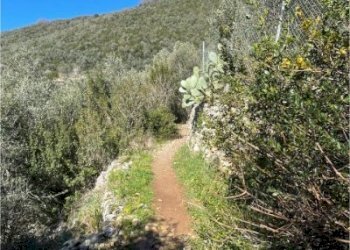 IMG_8326.jpeg - Terreno agricolo Lerici - foto 3