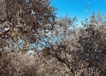 IMG_8334.jpg - Terreno agricolo Lerici - foto 4