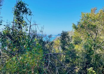 IMG_8340.jpeg - Terreno agricolo Lerici - foto 5