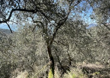 IMG_8329.jpeg - Terreno agricolo Lerici - foto 7