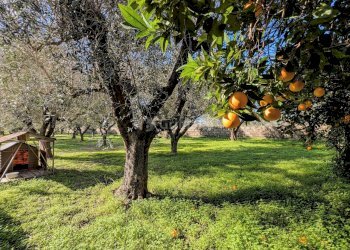 PXL_20260213_092058130.MP~2.jpg - Villa Via Granieri 56, Nettuno - foto 18