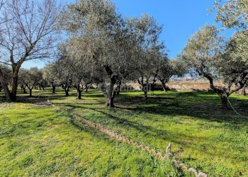 PXL_20260213_092141079~2.jpg - Villa Via Granieri 56, Nettuno - foto 19