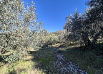 photo_34_2026-02-19_12-50-48.jpg - Trilocale Via di Casimarsi, Santa Luce - foto 27