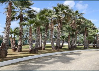 07881b33-6d8b-4f83-912e-2003b718d34e.jpg - Villa Partinico - foto 30