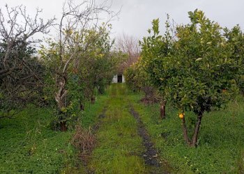 Giardino - Terreno agricolo contrada chiarello, Calatabiano - foto 2