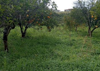 Giardino - Terreno agricolo contrada chiarello, Calatabiano - foto 3