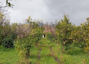 Giardino - Terreno agricolo contrada chiarello, Calatabiano - foto 5