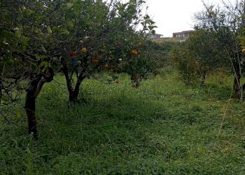 Giardino - Terreno agricolo contrada chiarello, Calatabiano - foto 12