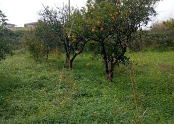 Giardino - Terreno agricolo contrada chiarello, Calatabiano - foto 13