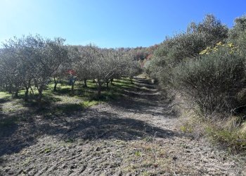 Giardino - Rustico via Badia
 
52, Civitella di Romagna - foto 41