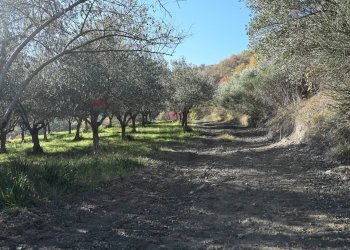 Giardino - Rustico via Badia
 
52, Civitella di Romagna - foto 42