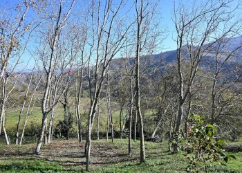 Vista delle montagne - Rustico via Badia
 
52, Civitella di Romagna - foto 48