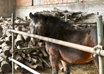 Lady - Rustico via Badia
 
52, Civitella di Romagna - foto 79