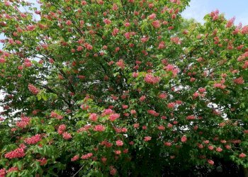 Villa Limidi, Soliera, Soliera - foto 79