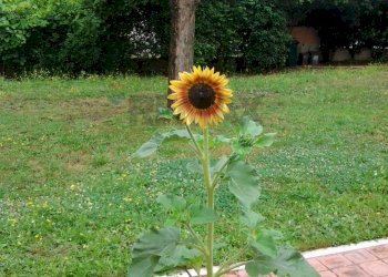 Villa Limidi, Soliera, Soliera - foto 81