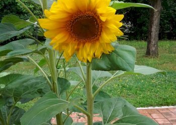 Villa Limidi, Soliera, Soliera - foto 82