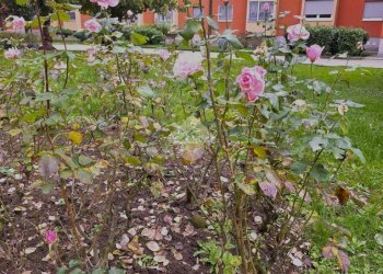 Trilocale Via Giacomo Quarenghi, Milano (zona Gallaratese) - foto 4