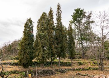 Giardino - Villa Via Algerazzi
 
26, Milo - foto 40