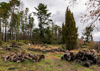 Giardino - Villa Via Algerazzi
 
26, Milo - foto 42