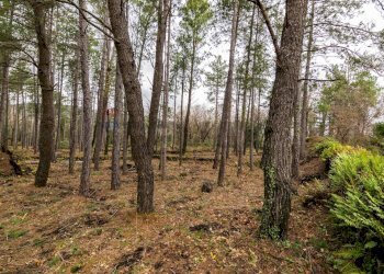 Giardino - Villa Via Algerazzi
 
26, Milo - foto 43