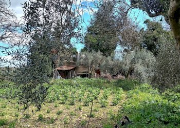 Giardino - Terreno agricolo Contrada Casabianca
 
sn, Palazzolo Acreide - foto 7
