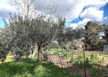 Giardino - Terreno agricolo Contrada Casabianca
 
sn, Palazzolo Acreide - foto 9