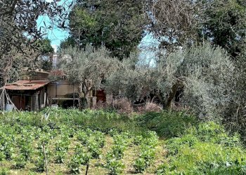 Giardino - Terreno agricolo Contrada Casabianca
 
sn, Palazzolo Acreide - foto 12