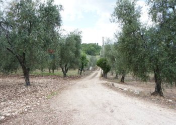 strada - Villa Località Mandrione
 
SNC, Vieste - foto 16