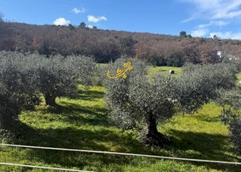 Foto 28 - Villa Contrada Quei di Carlo, Locorotondo - foto 28