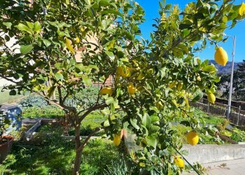 Quadrilocale VIA CORONATA, Genova (zona Cornigliano) - foto 30