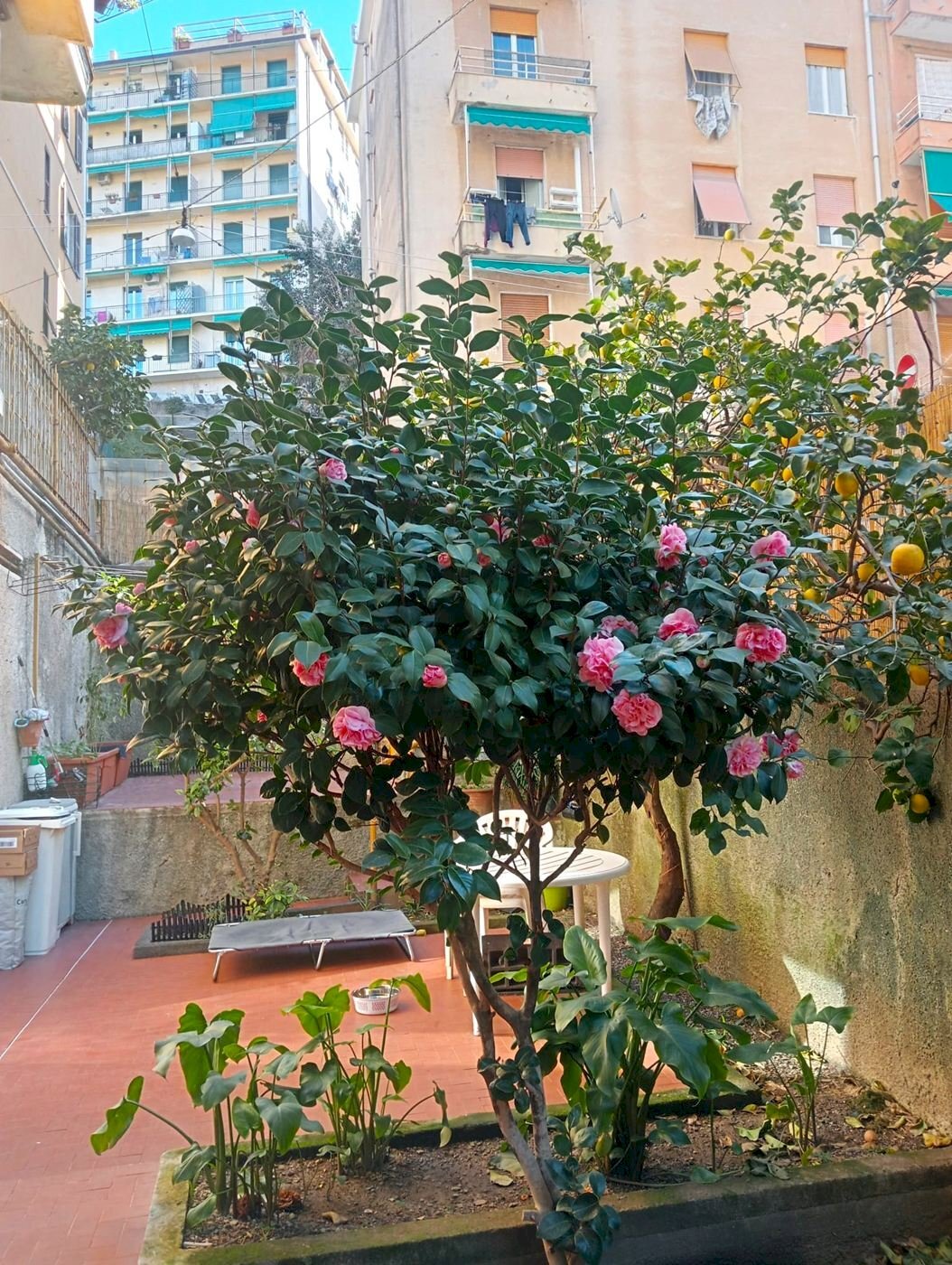 Trilocale vianson, Genova (zona Pegli) - foto 2