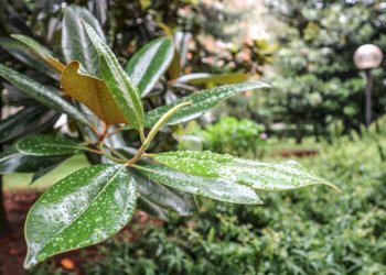 Bilocale Via Privata Belgirate, Milano (zona Maggiolina) - foto 1