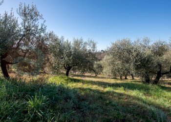 Foto 42 - Villa Contrada Morelli, Arpino - foto 42