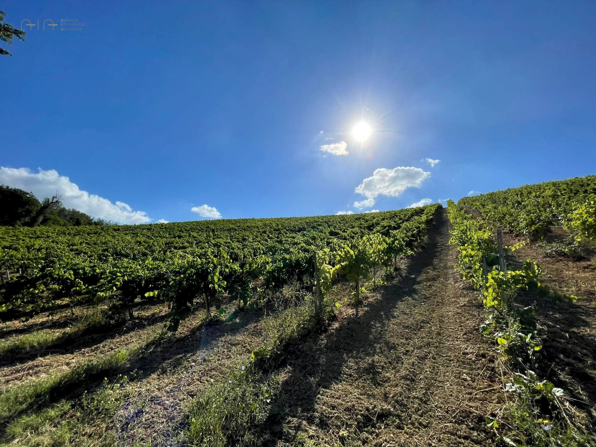 Foto 2 - Terreno agricolo Contrada Collevecchio
 
snc, Ripatransone - foto 2