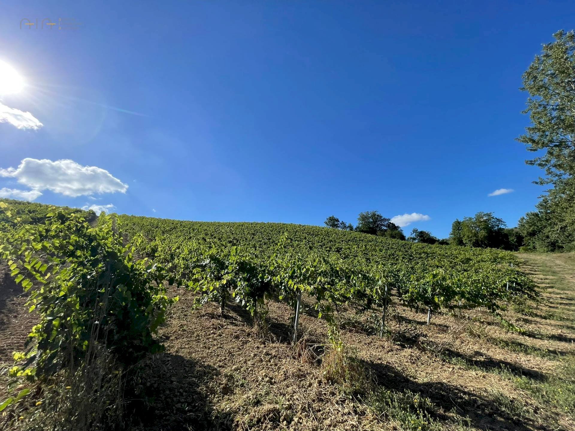 Foto 3 - Terreno agricolo Contrada Collevecchio
 
snc, Ripatransone - foto 3