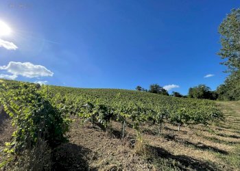 Foto 3 - Terreno agricolo Contrada Collevecchio
 
snc, Ripatransone - foto 3