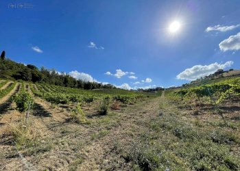 Foto 4 - Terreno agricolo Contrada Collevecchio
 
snc, Ripatransone - foto 4