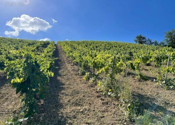 Foto 5 - Terreno agricolo Contrada Collevecchio
 
snc, Ripatransone - foto 5